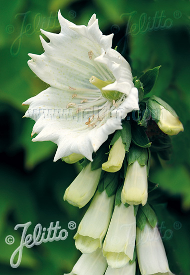 Digitalis purpurea ´Monstrosa White´