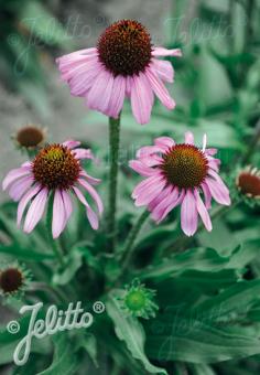 Echinacea angustifolia