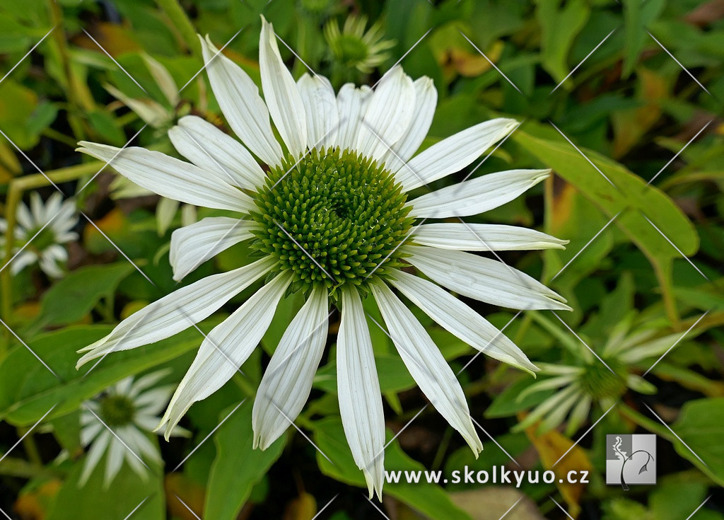 Echinacea purpurea ´Happy Star´