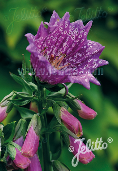 Digitalis purpurea ´Monstrosa Purple´