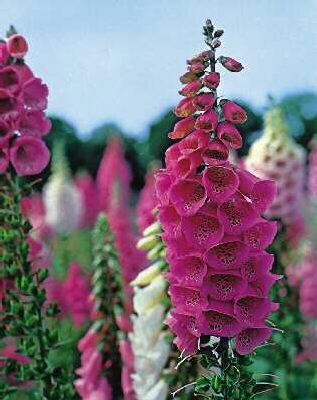 Digitalis purpurea ´Foxy´