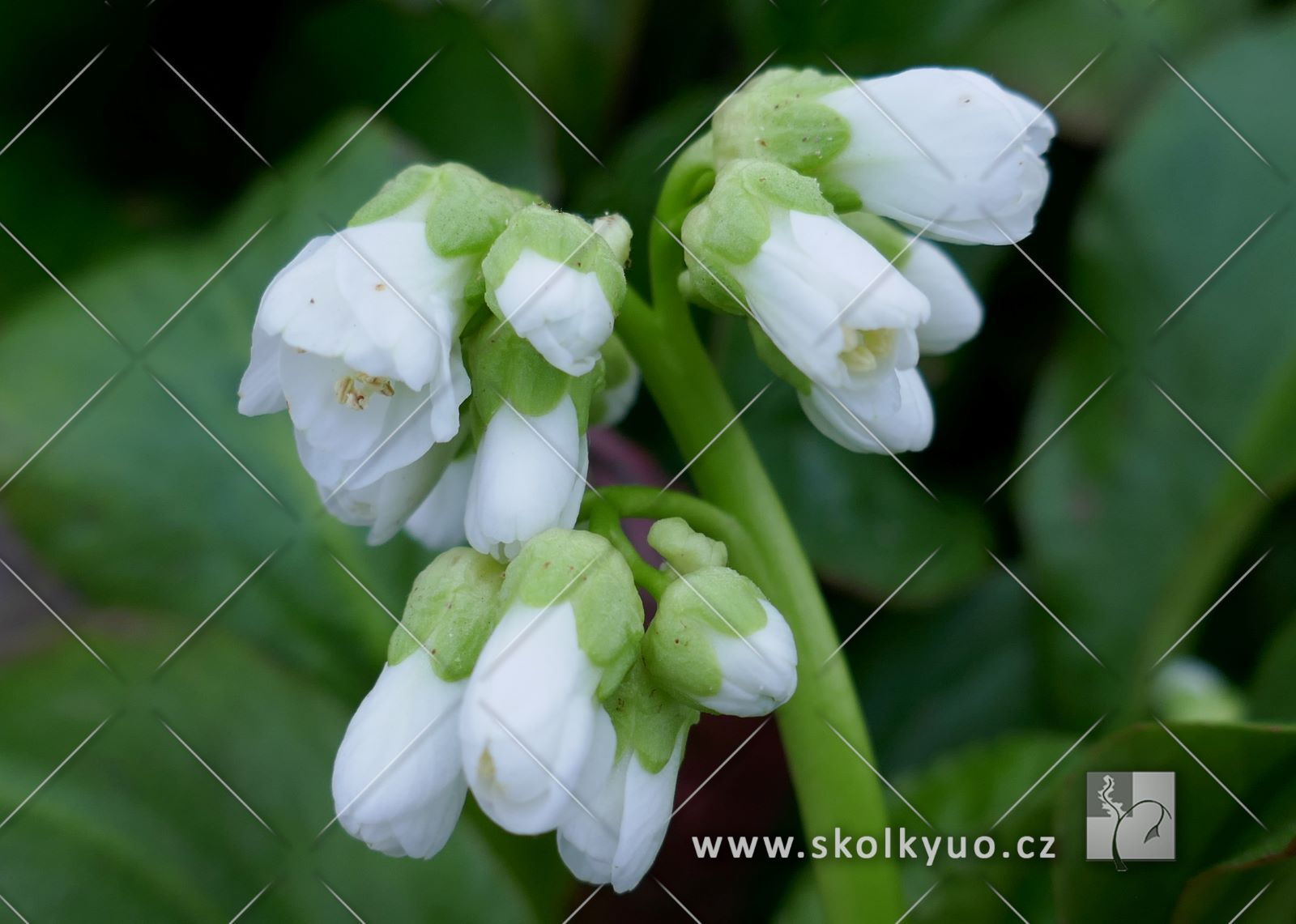 Bergenia cordifolia ´Snowtime´
