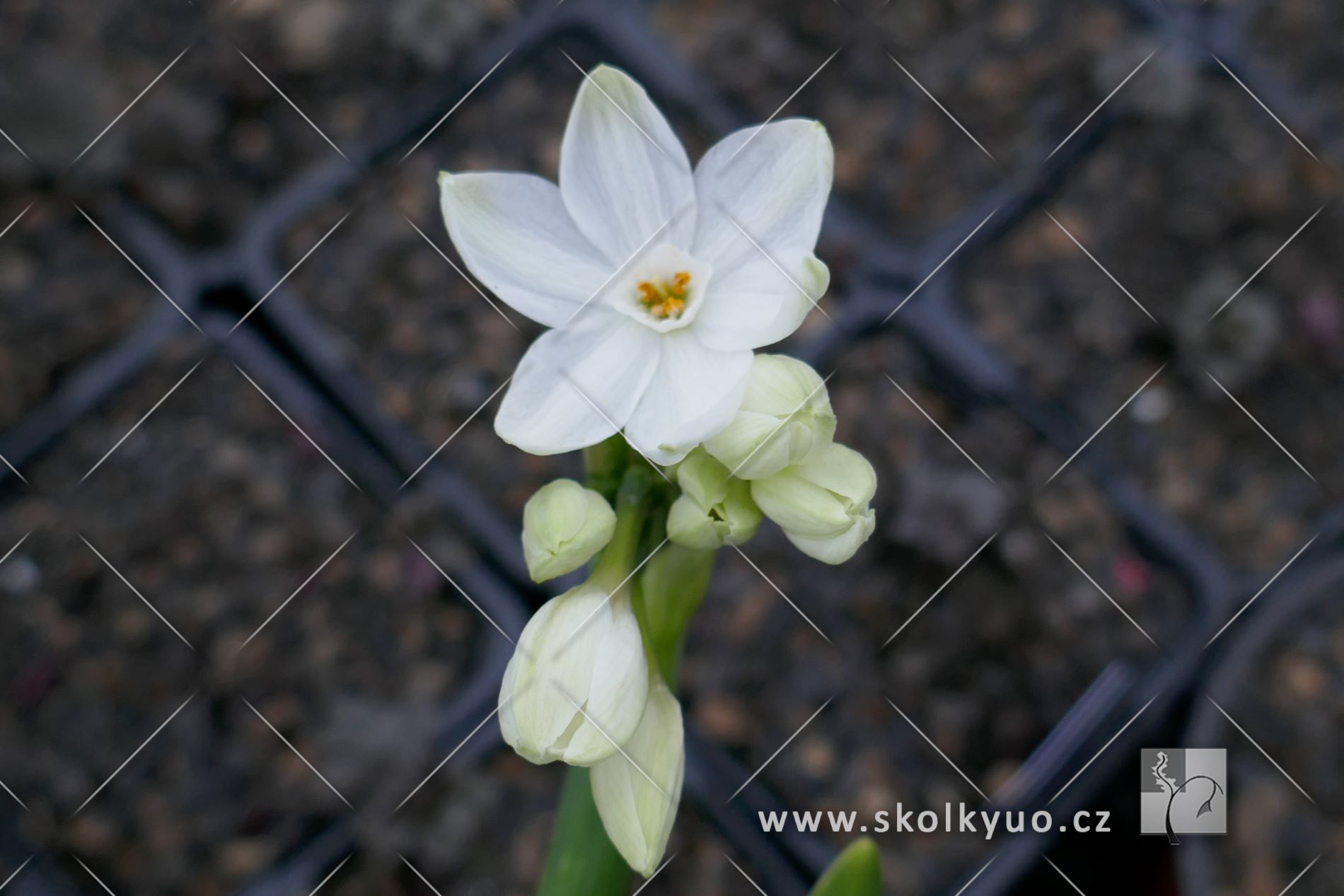 Narcissus tazetta ´Ziva´