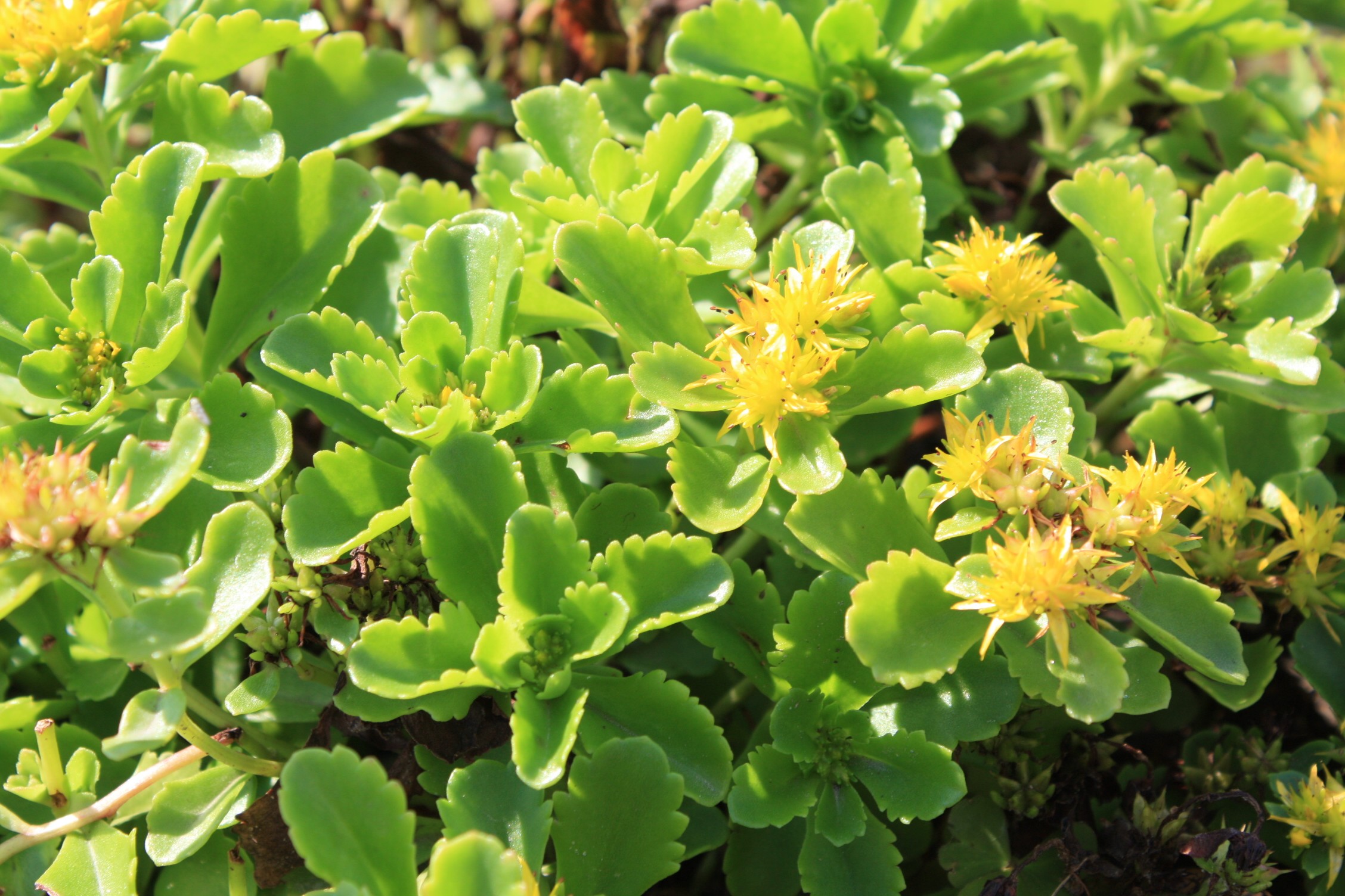 Sedum kamtschaticum var. ellacombianum