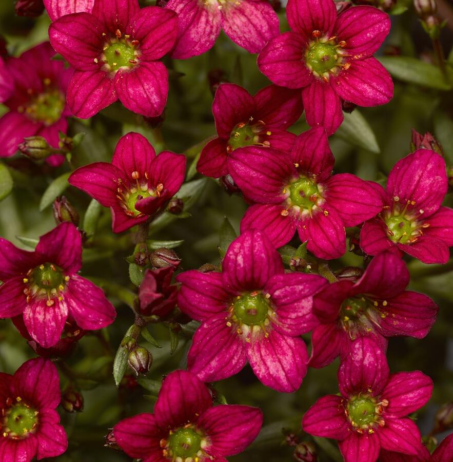 Saxifraga arendsii ´Alpino Deep Rose´