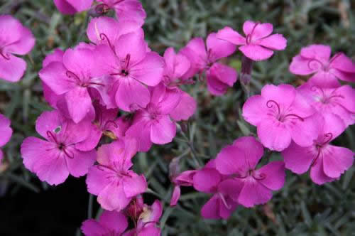 Dianthus ´Babí Lom´