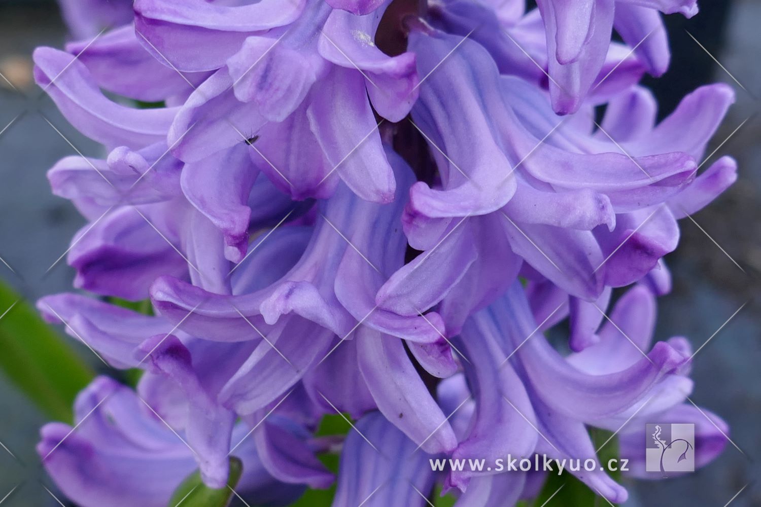 Hyacinthus ´Delft Blue´