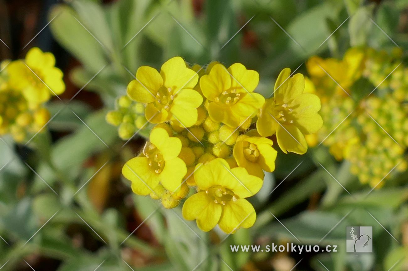 Alyssum saxatile ´Summit´
