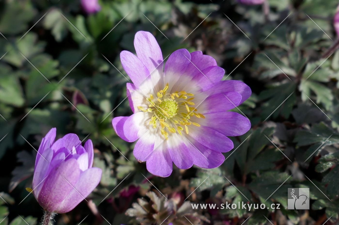 Anemone blanda ´ Charmer´