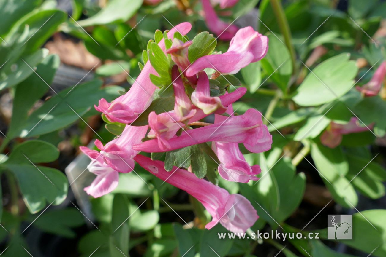 Corydalis solida