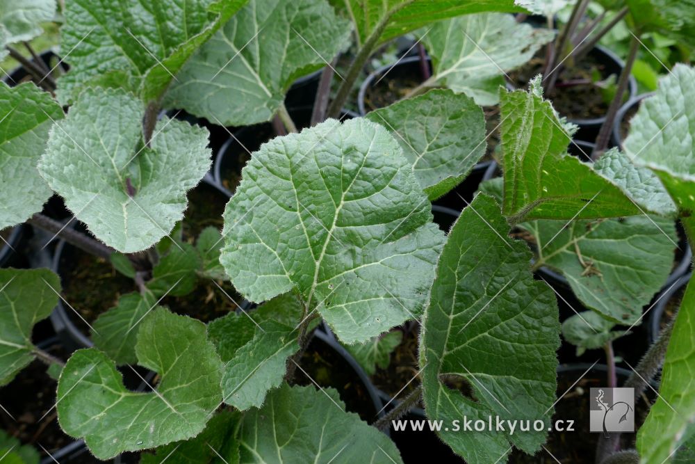 Crambe cordifolia