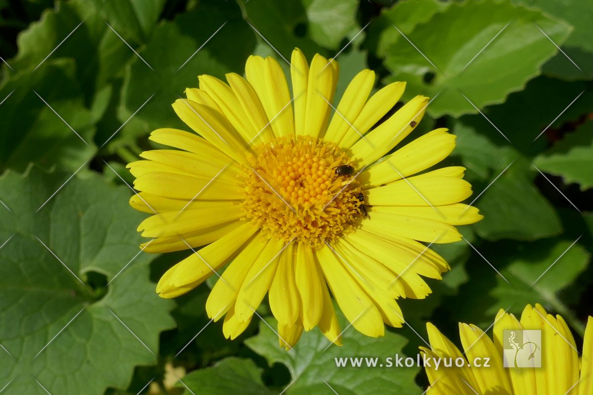 Doronicum orientale ´Leonardo Compact´