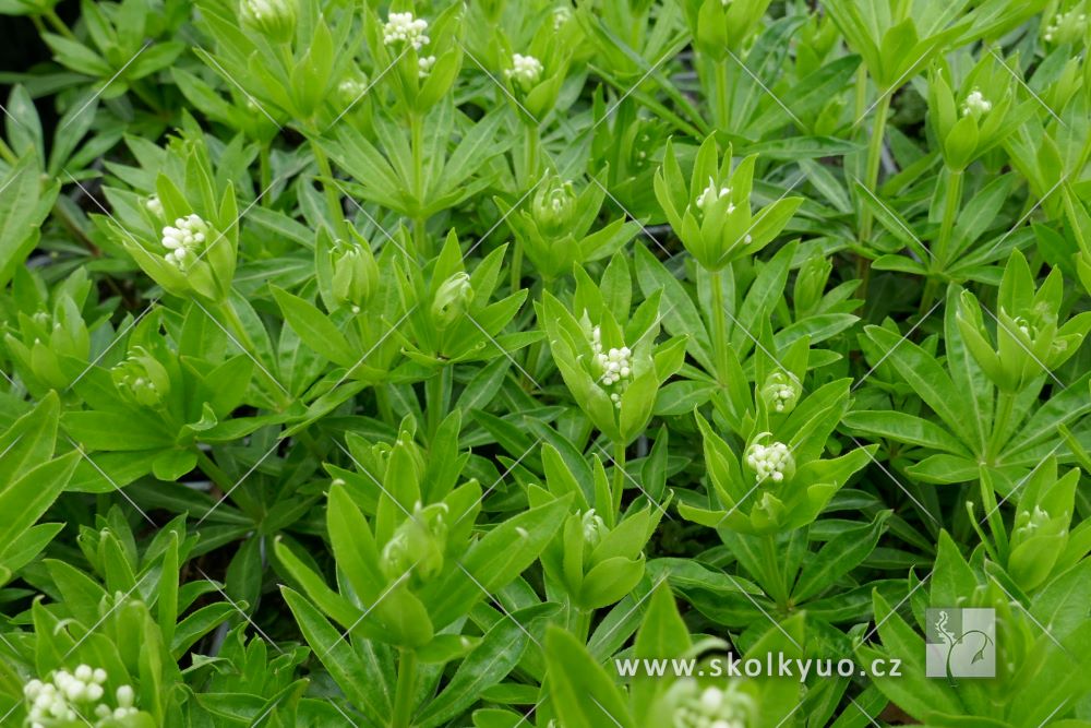 Galium odoratum