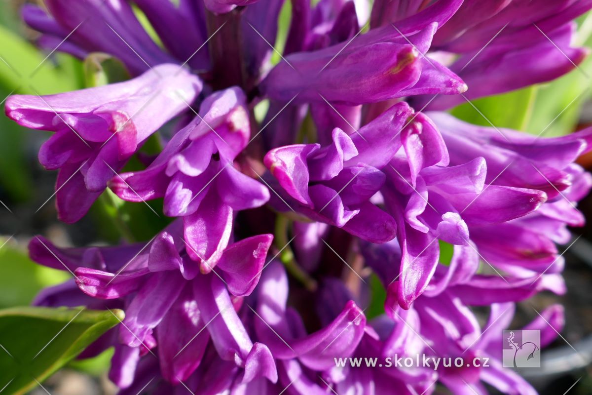Hyacinthus orientalis ´Purple Sensation´