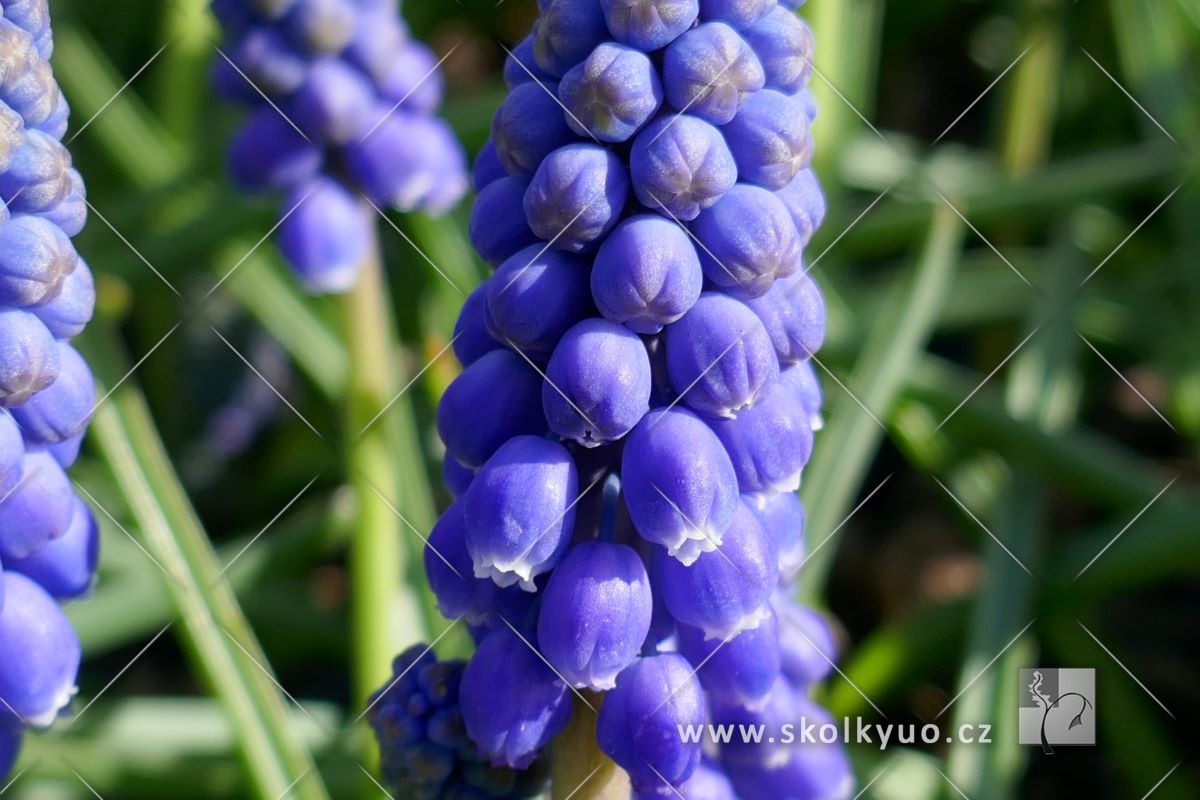 Muscari armeniacum