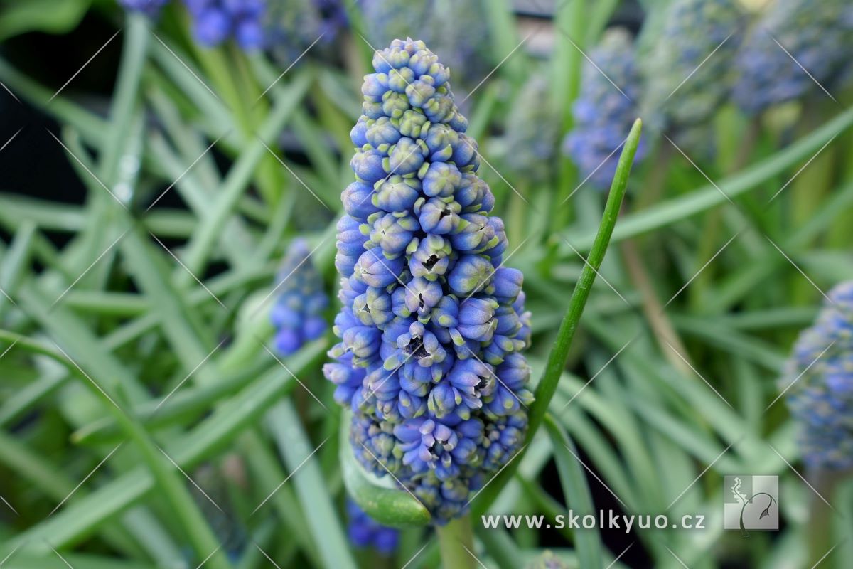 Muscari ´ Blue Spike´