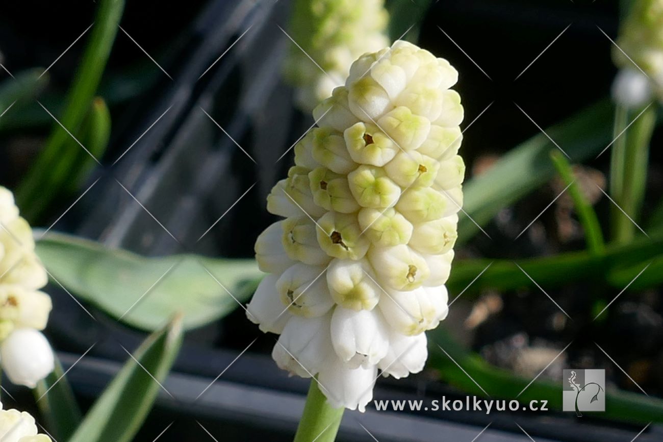 Muscari aucheri ´ White Magic´