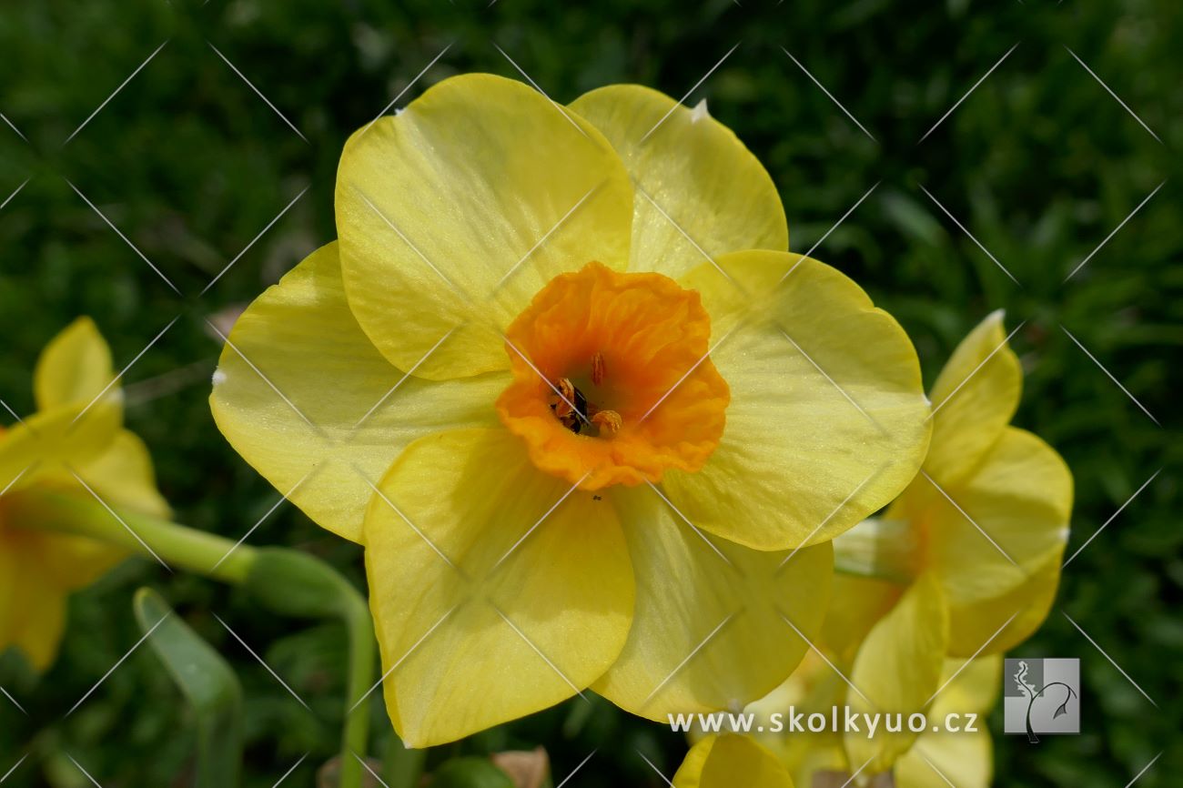 Narcissus ´Golden Down´