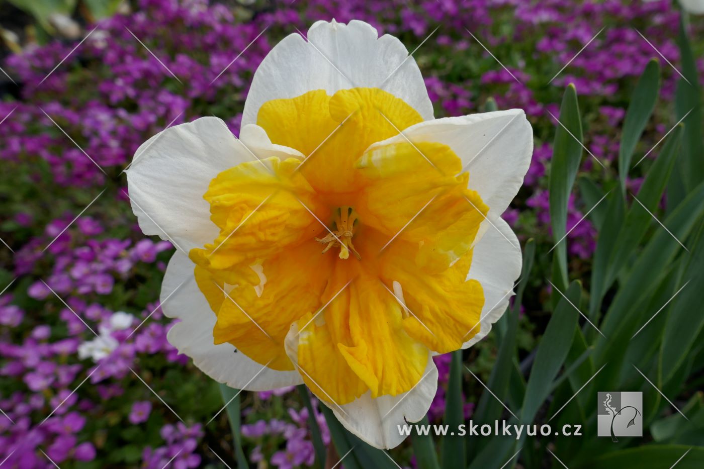 Narcissus ´Orangery´