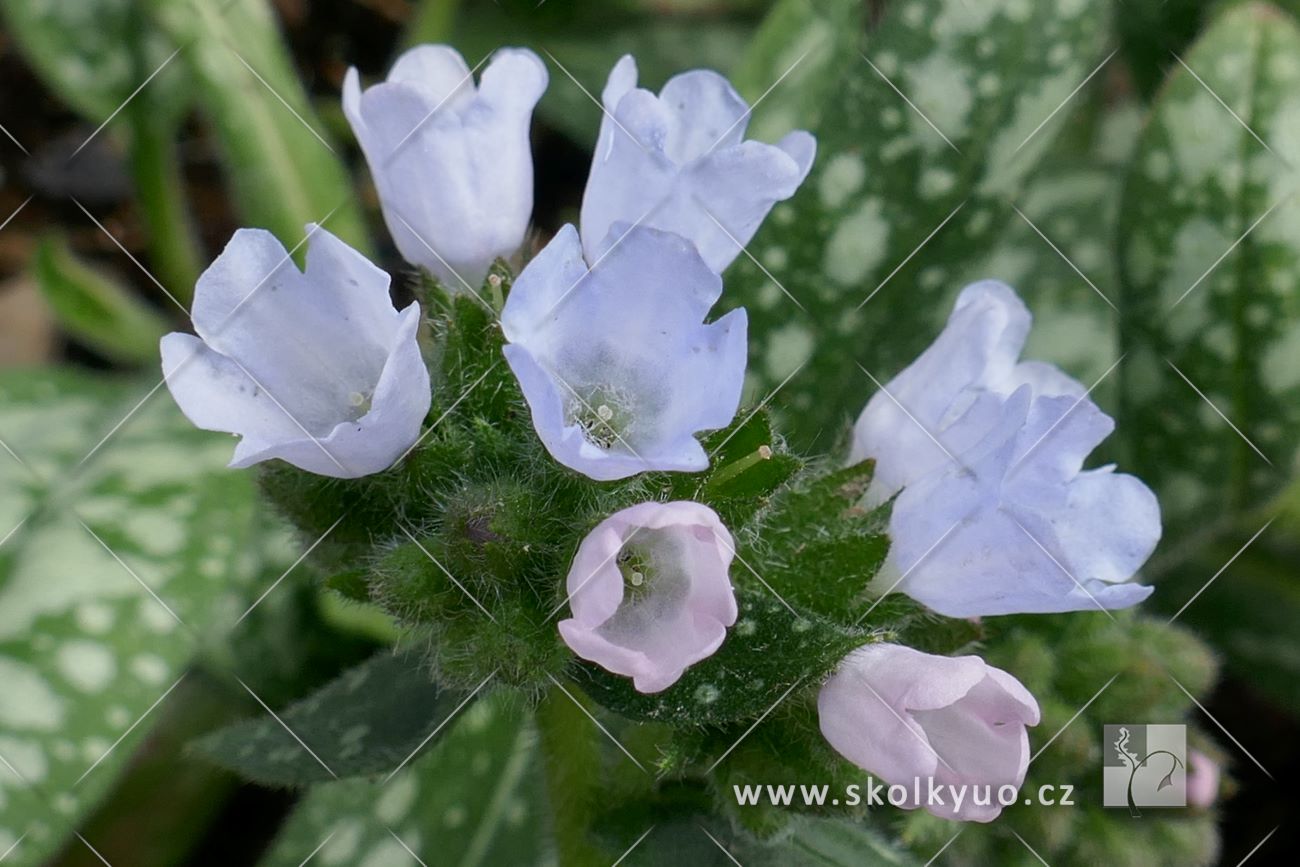 Pulmonaria saccharata ´Opal´