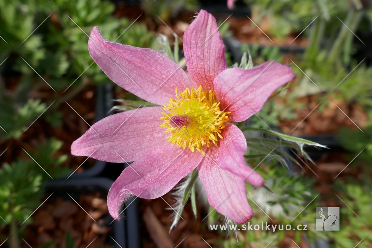 Pulsatilla vulgaris ´Rosen Glocke´