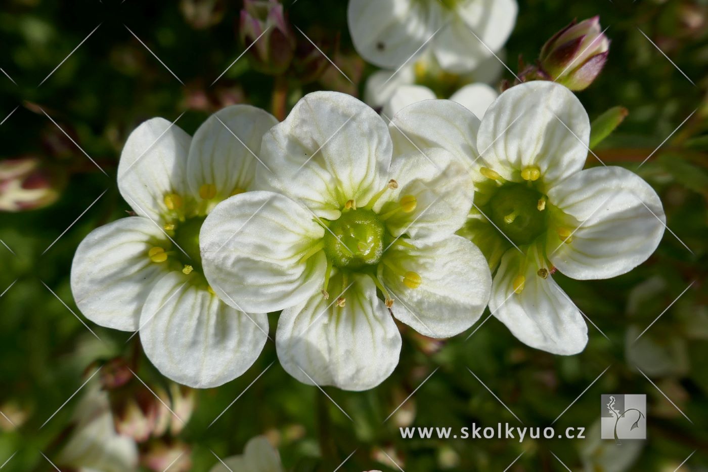 Saxifraga x arendsii ´Alpino Early Lime´