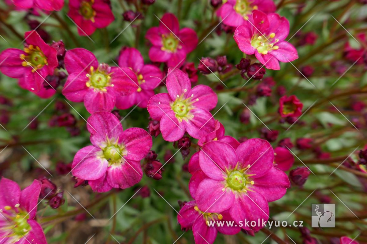 Saxifraga x arendsii ´Marto Hot Rose´