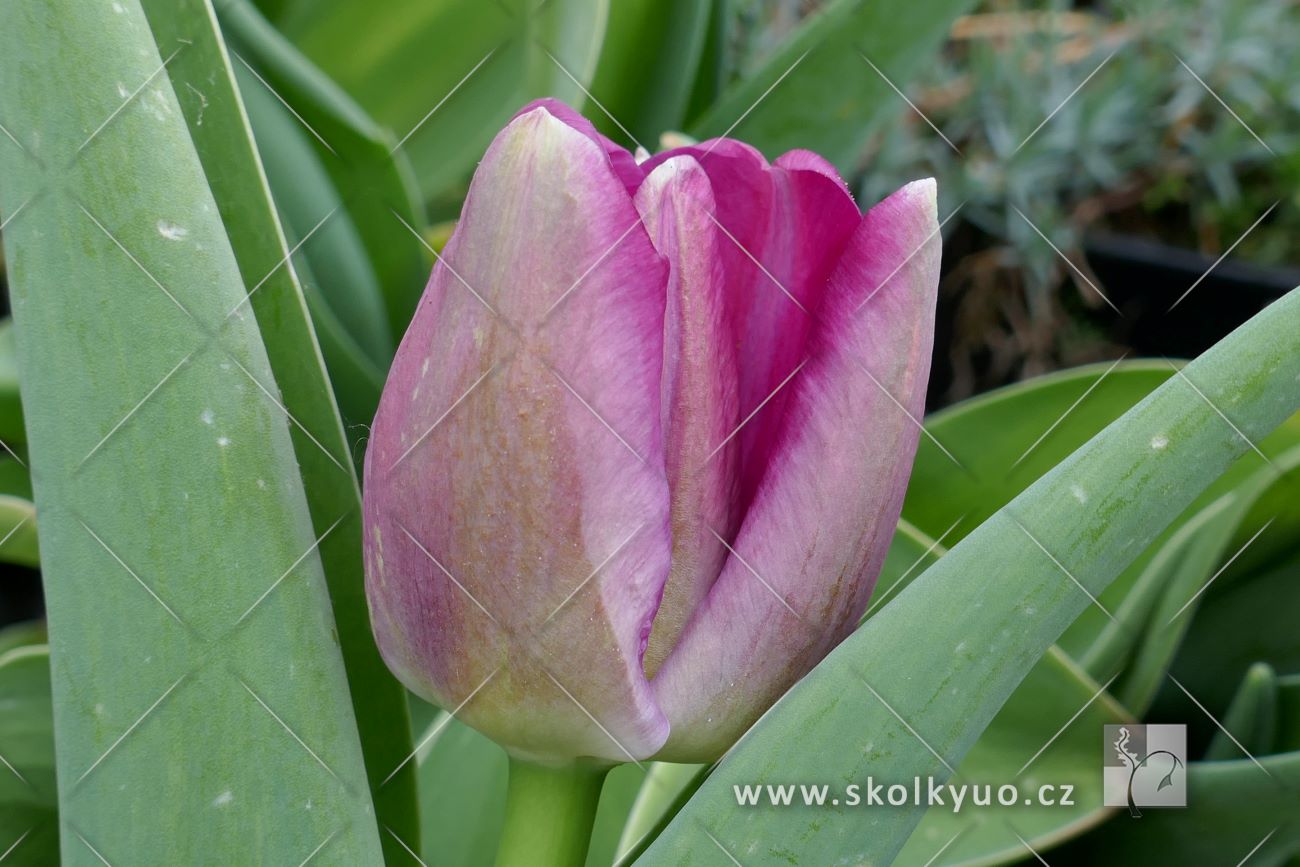 Tulipa ´Purple Pride´