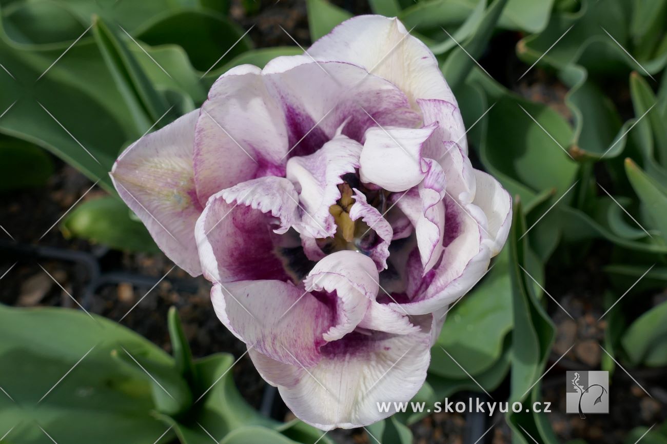 Tulipa ´Shirley Double´