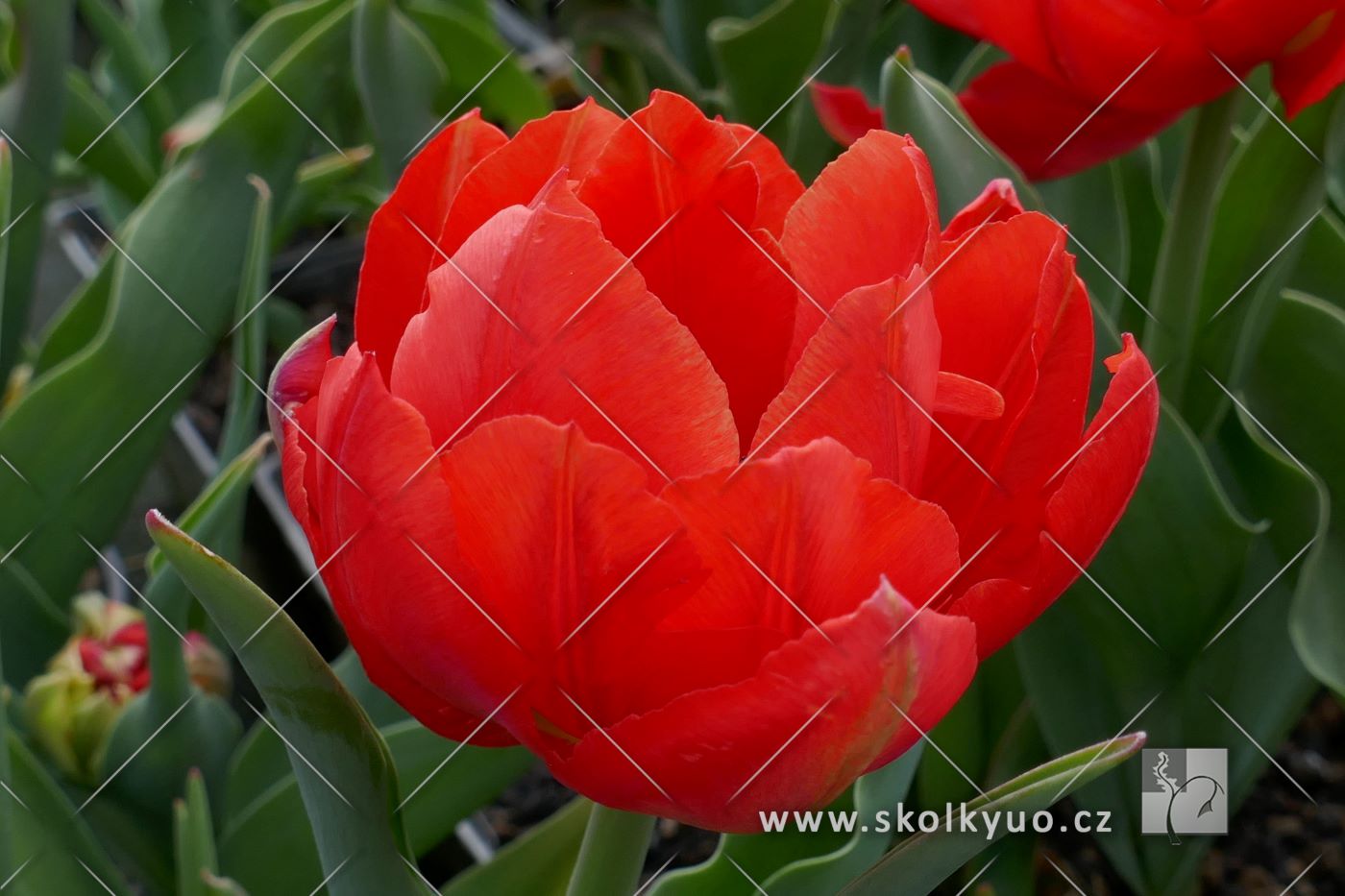 Tulipa ´Viking´