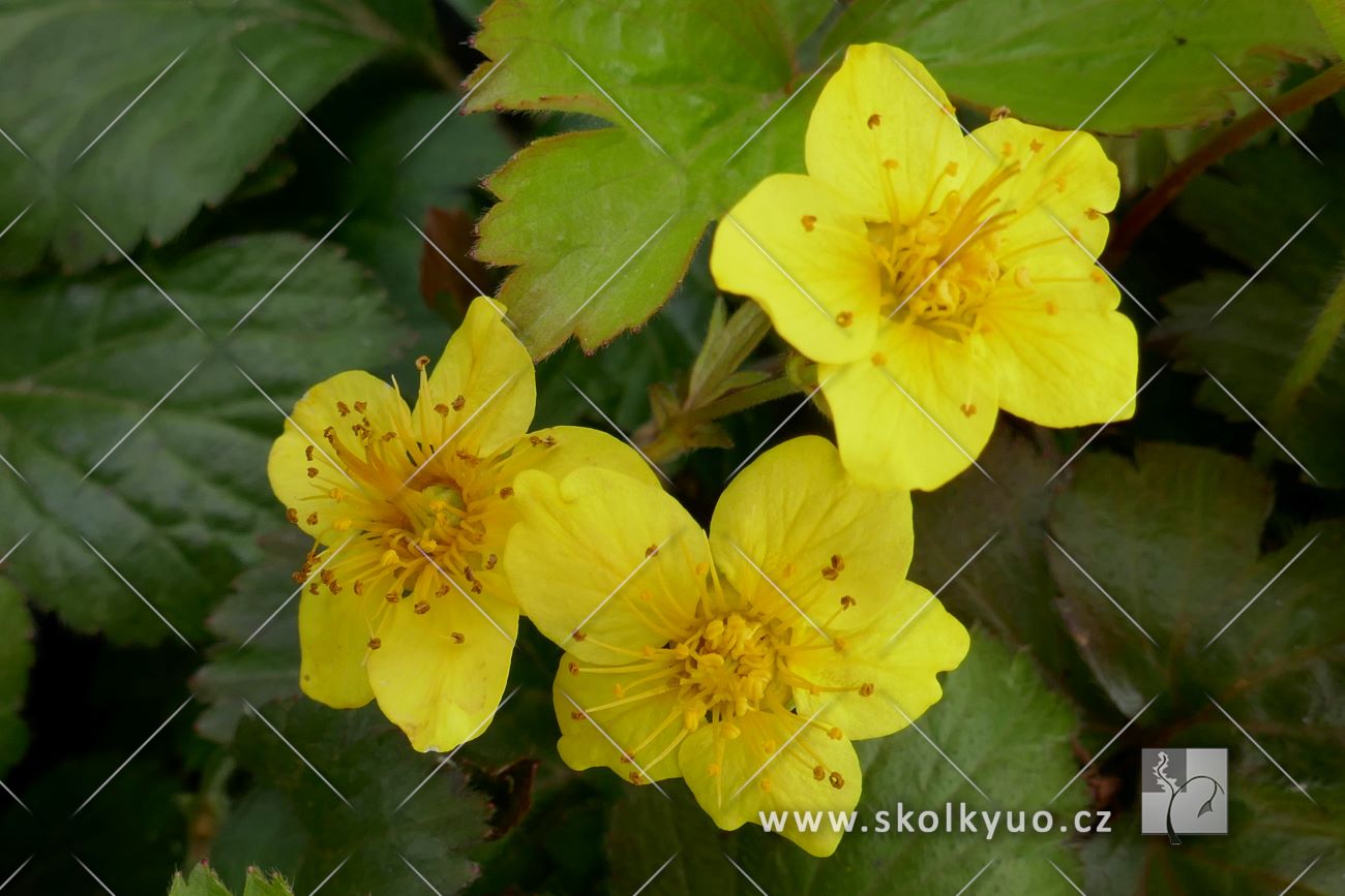 Waldsteinia ternata