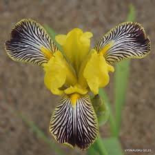 Iris pseudacorus ´Variegata´