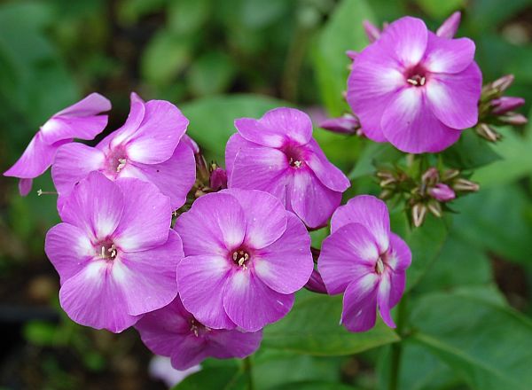 Phlox paniculata ´Flame Lilac´