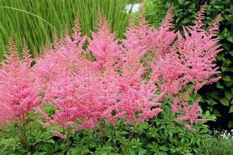 Astilbe (A) ´Cattleya´