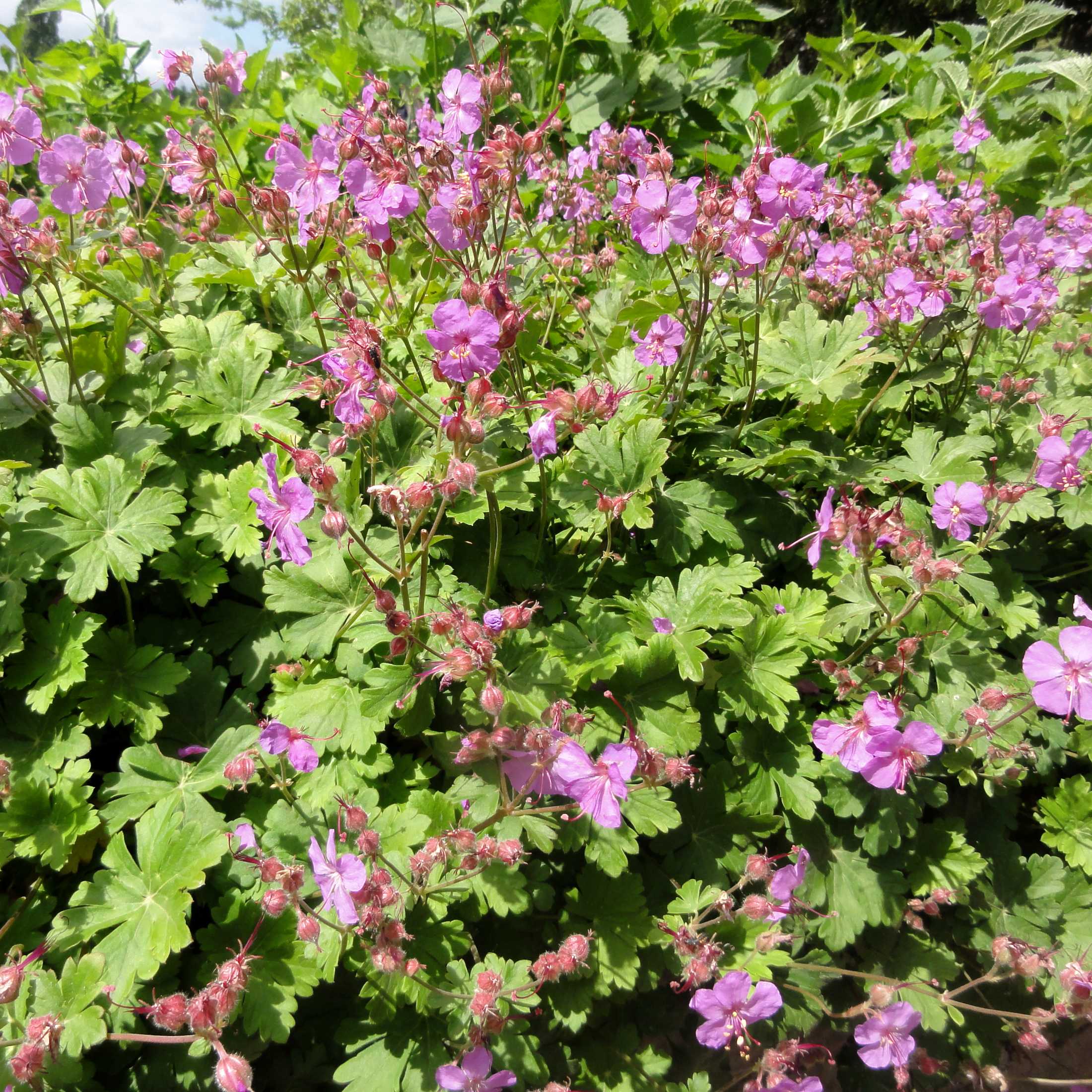 Geranium cantabrigiense