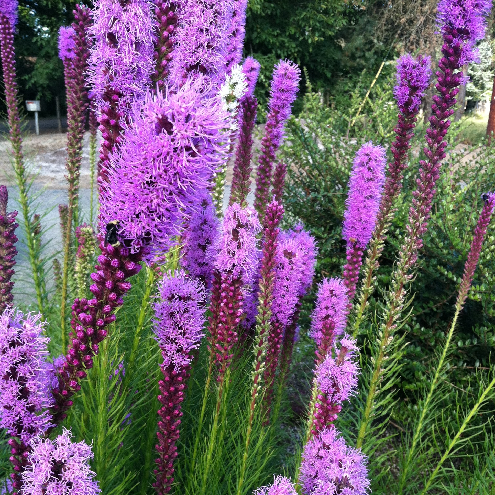 Liatris spicata ´Kobold´