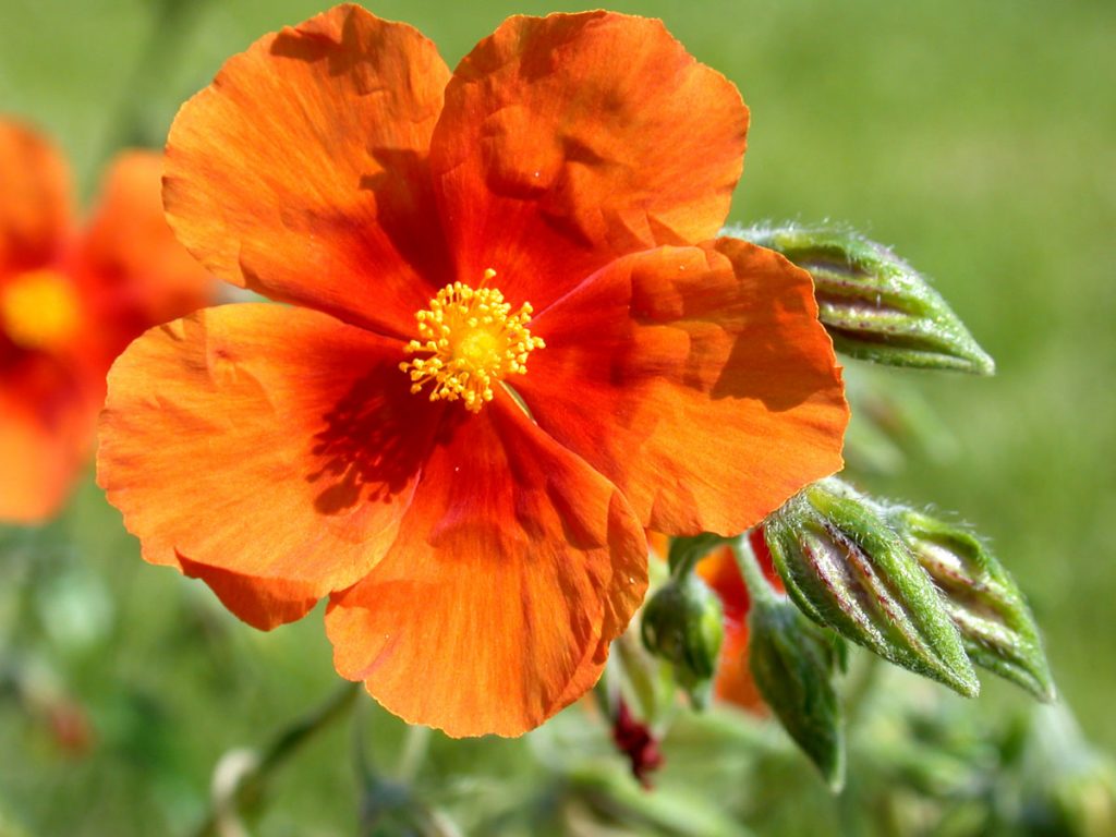 Helianthemum hybridum ´Ben Heckla´