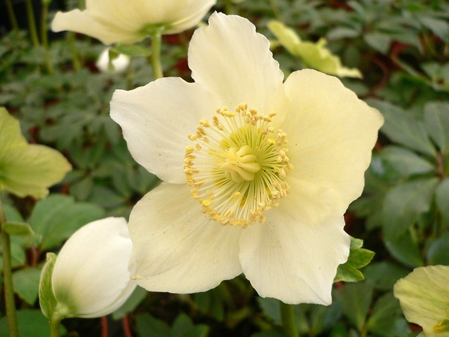 Pulsatilla albana