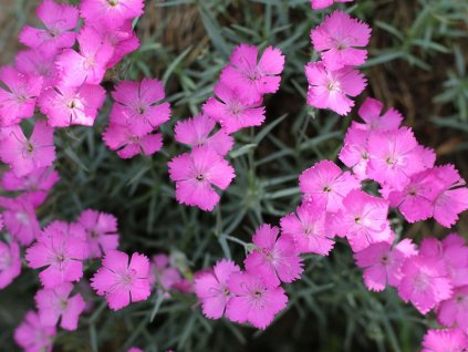 Dianthus subacaulis ´Vera´