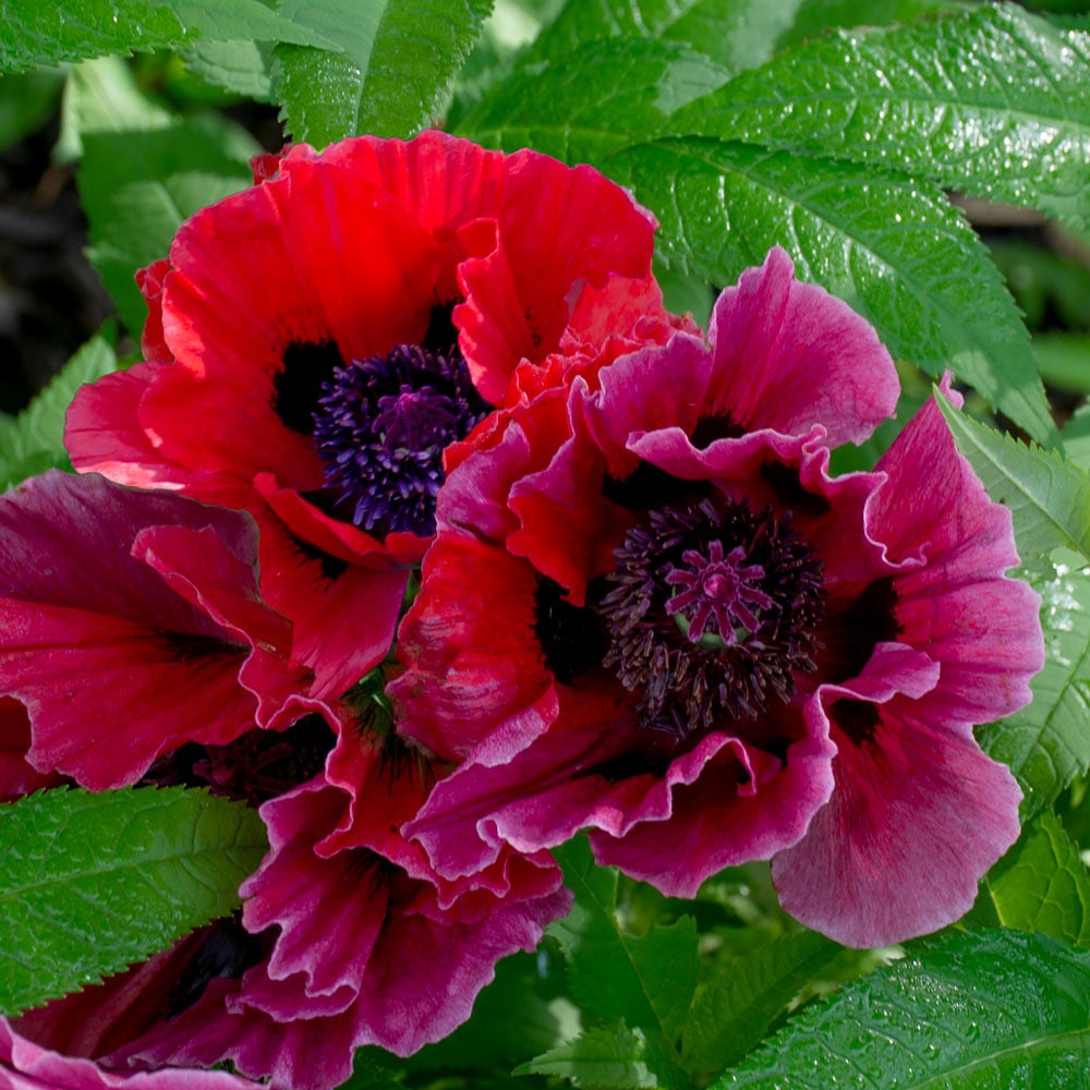 Papaver orientale ´Harlem´