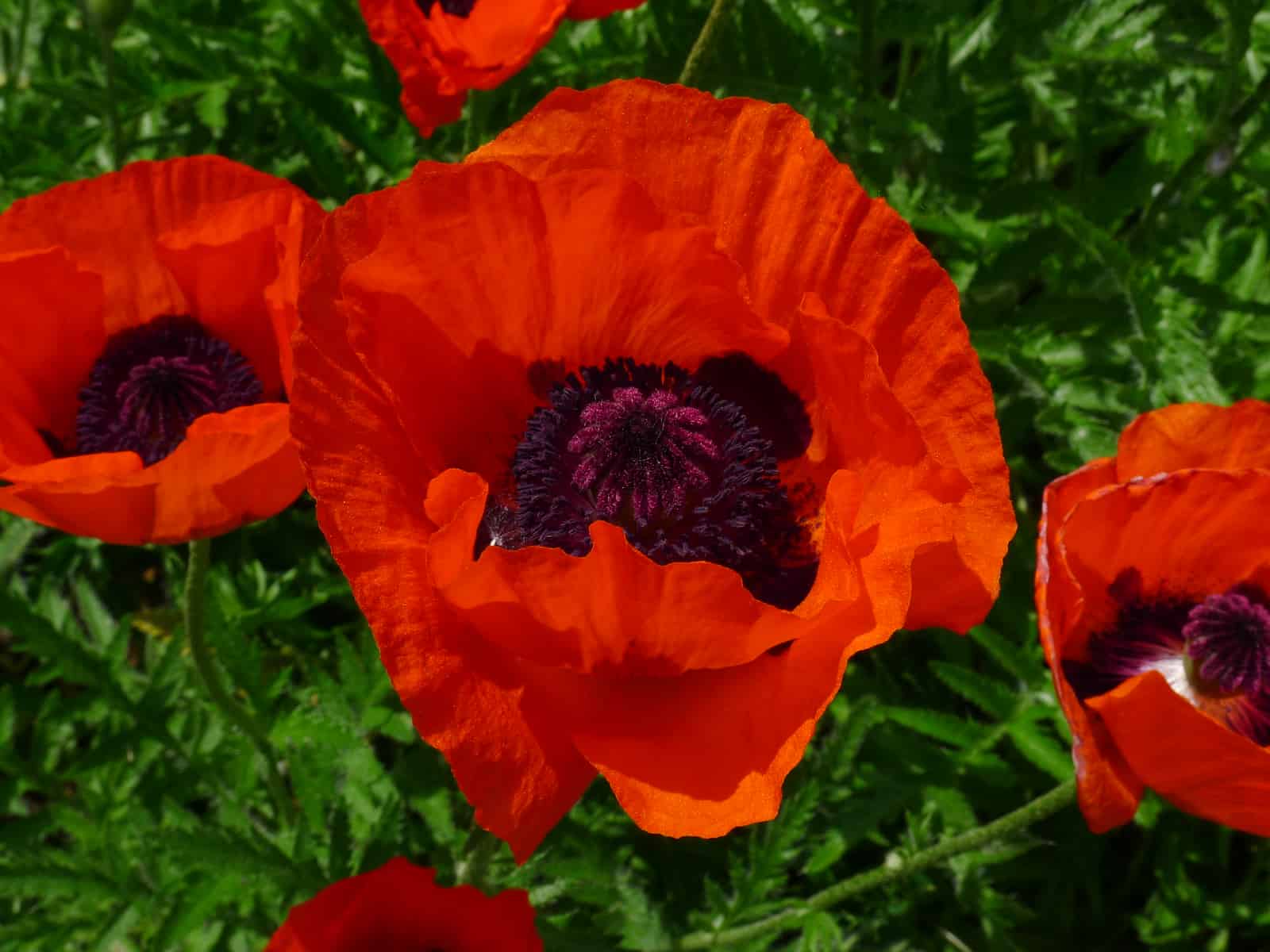 Papaver orientale ´Rembrandt´