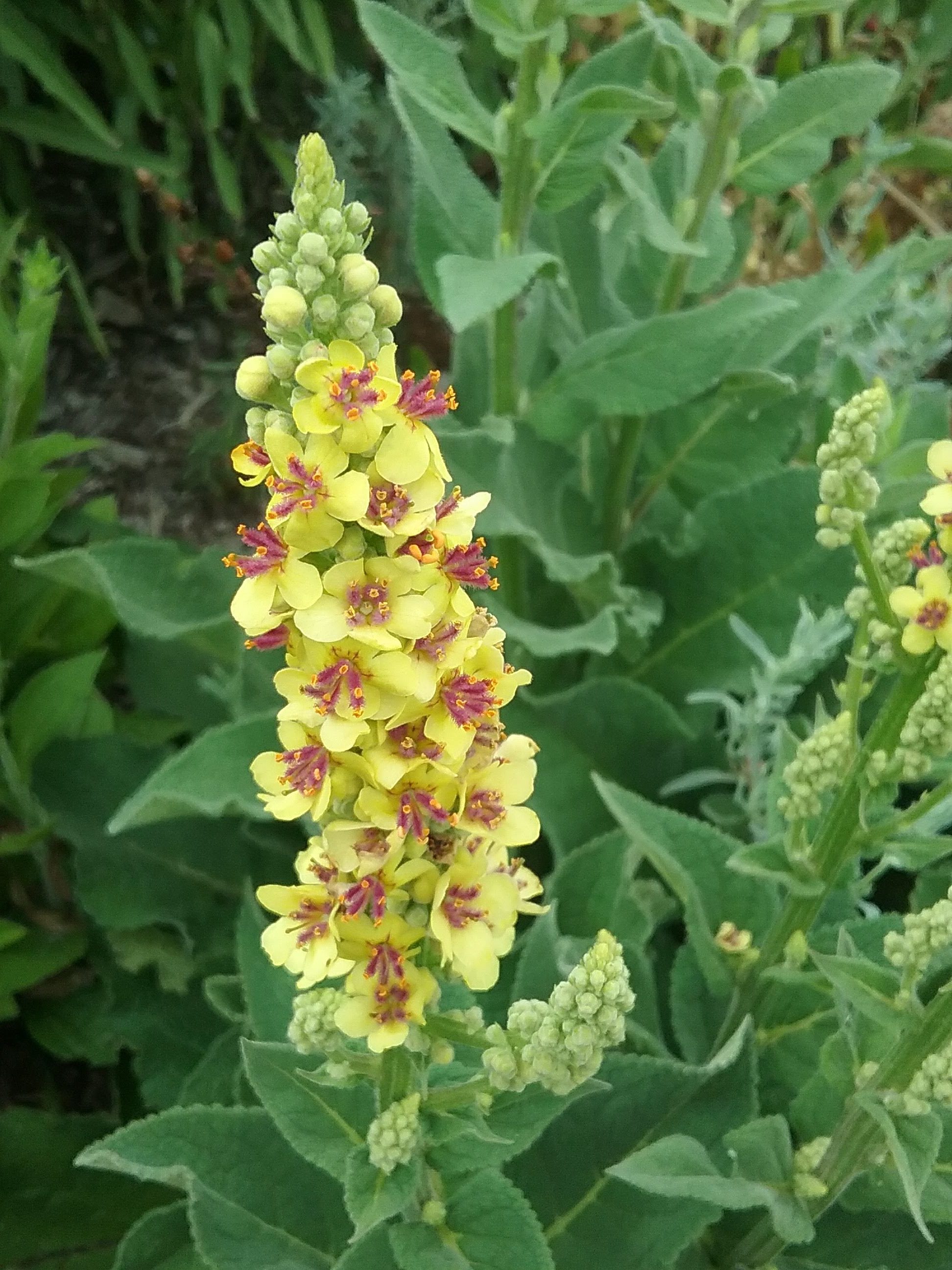 Verbascum nigrum