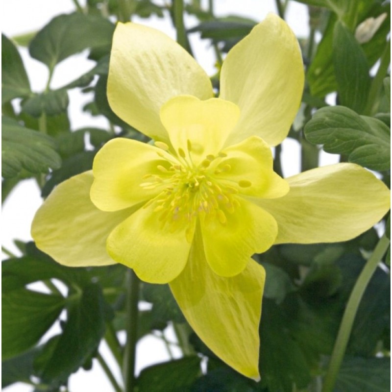 Aquilegia caerulea ´Earlybird± Yellow´