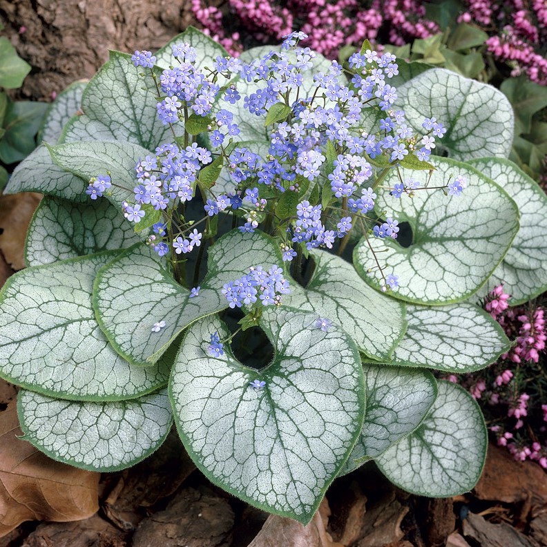 Brunnera macrophylla ´ Jack Frost´