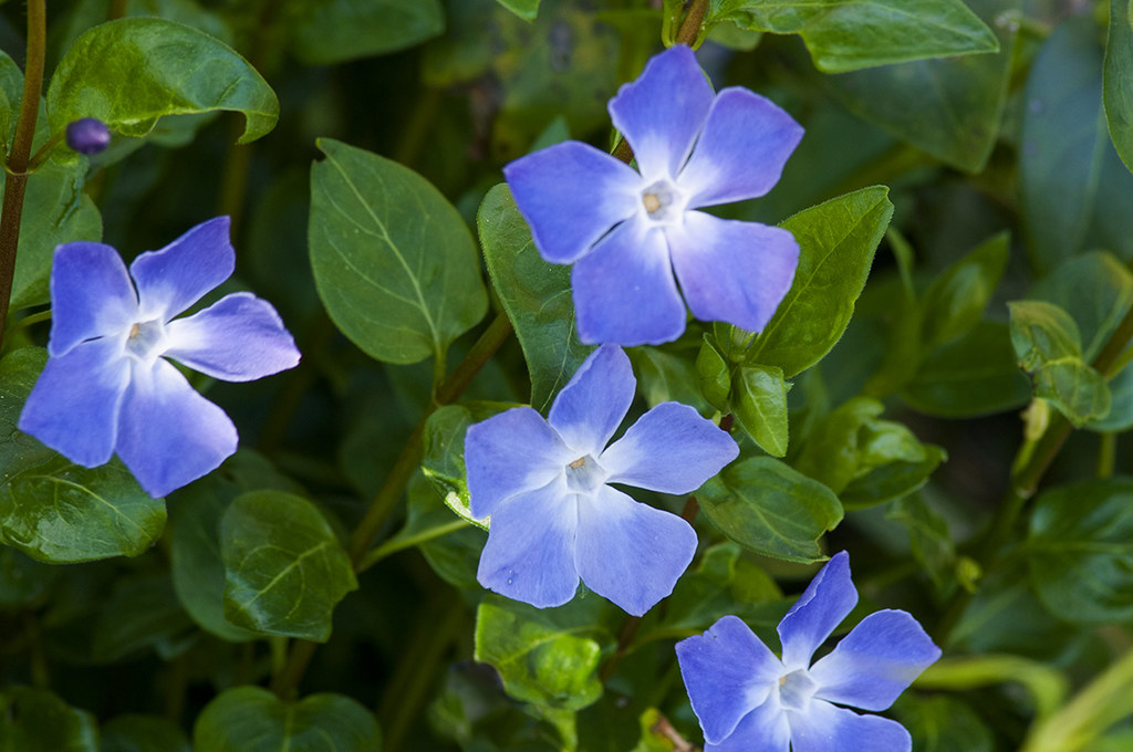 Vinca major Deep Blue