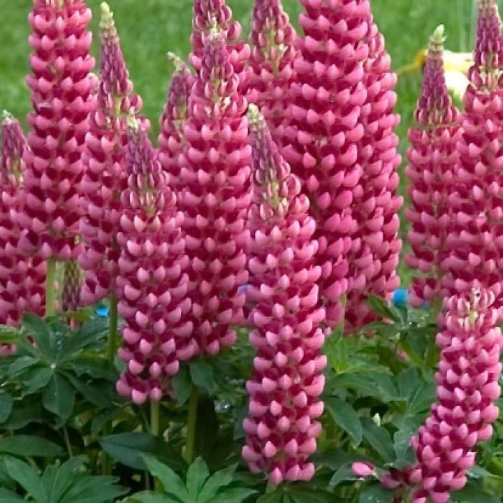Lupinus polyphyllus ´Lupini Pink Shades´