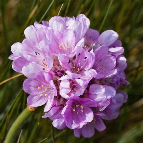 Armeria maritima ´Abbey Deep Rose´