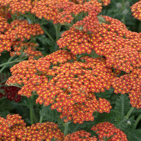 Achillea millefolium ´Sassy Summer Sunset´®