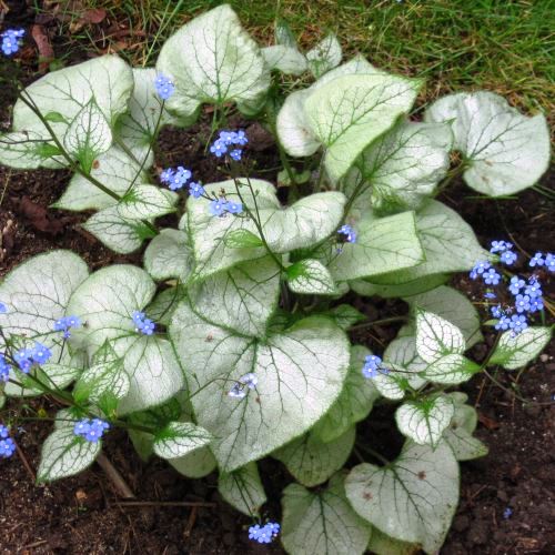 Brunnera macrophylla ´Looking Glass´