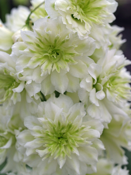Delphinium ´Highlander Morning Sunrise´